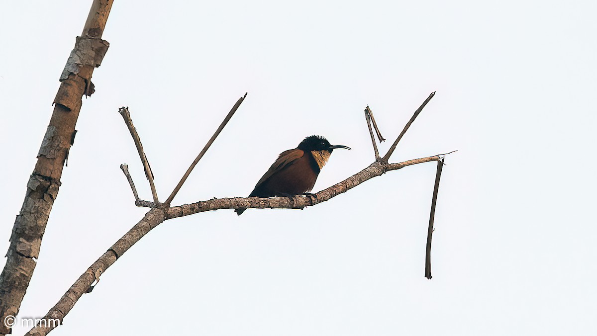 Buff-throated Sunbird - ML646594576
