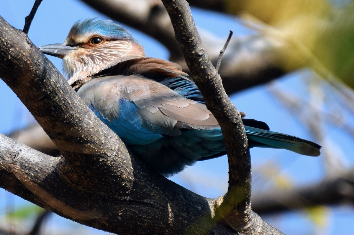 Indian Roller - ML646594577