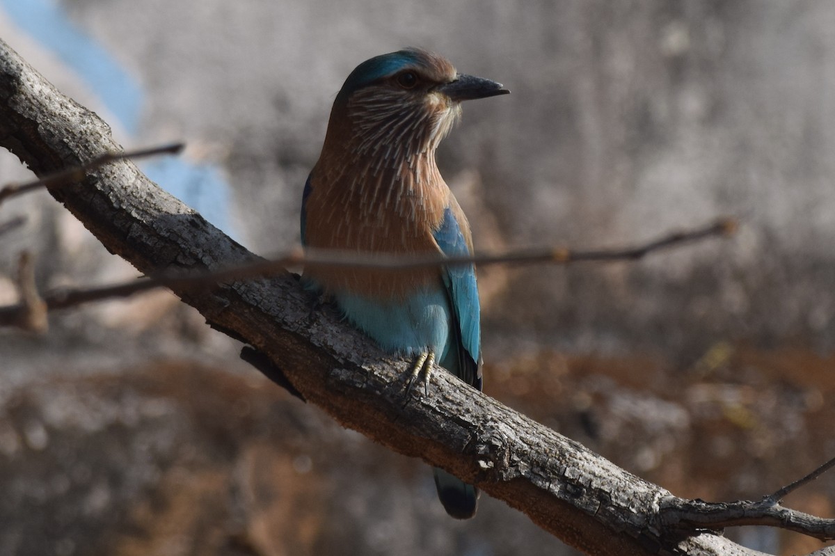 Indian Roller - ML646594578