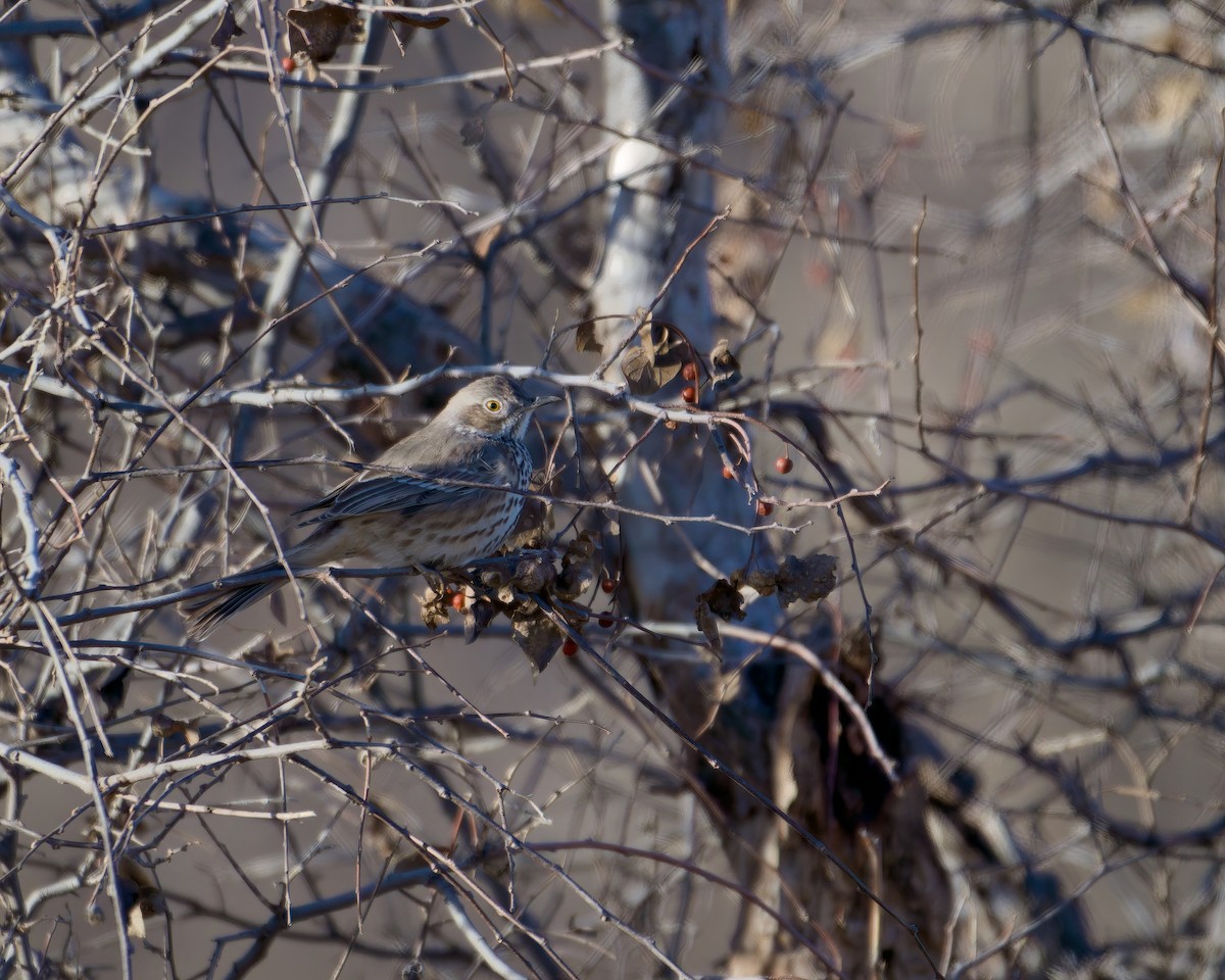 Sage Thrasher - ML646594584