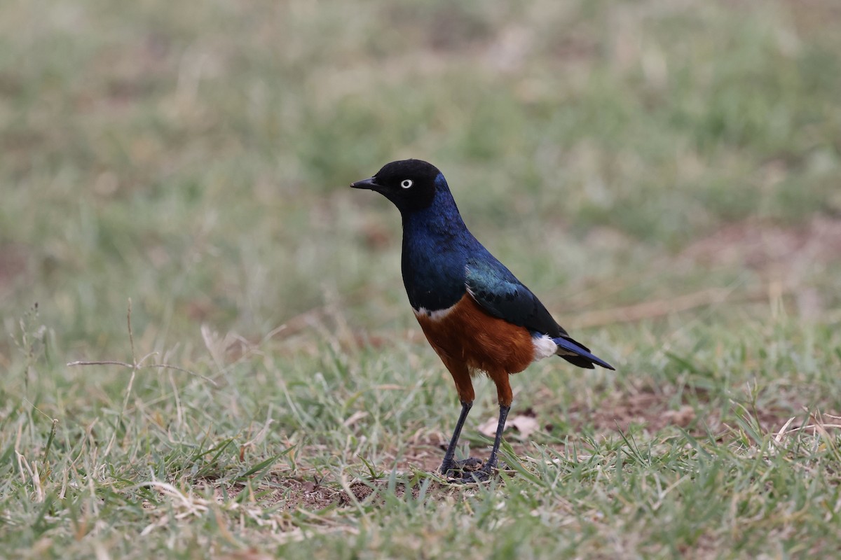 栗頭麗椋鳥 - ML646594585