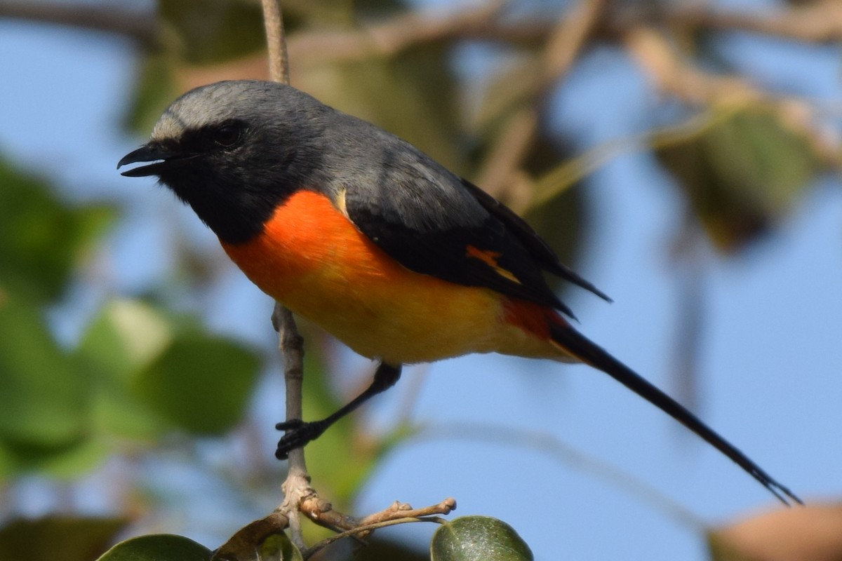 Small Minivet - ML646594586