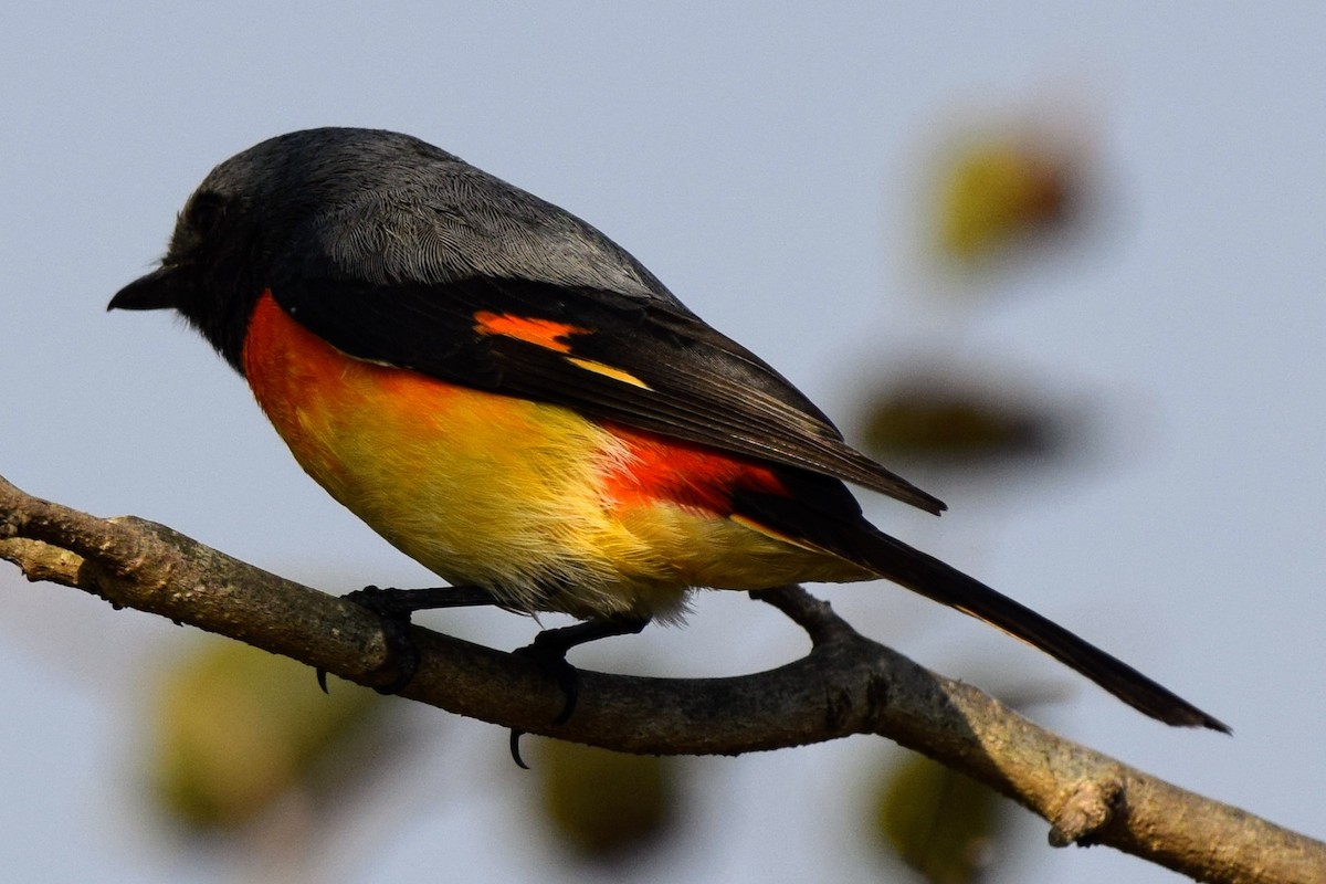 Small Minivet - ML646594587