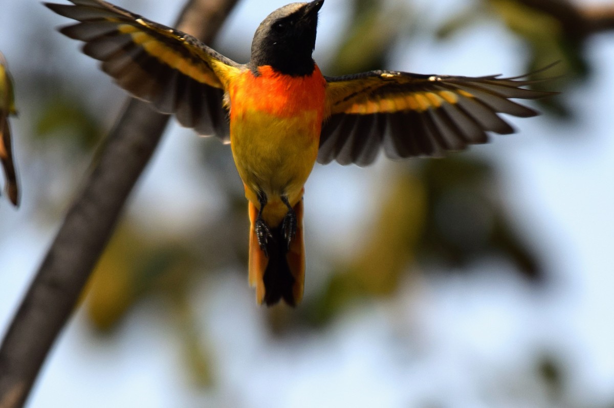 Small Minivet - ML646594588