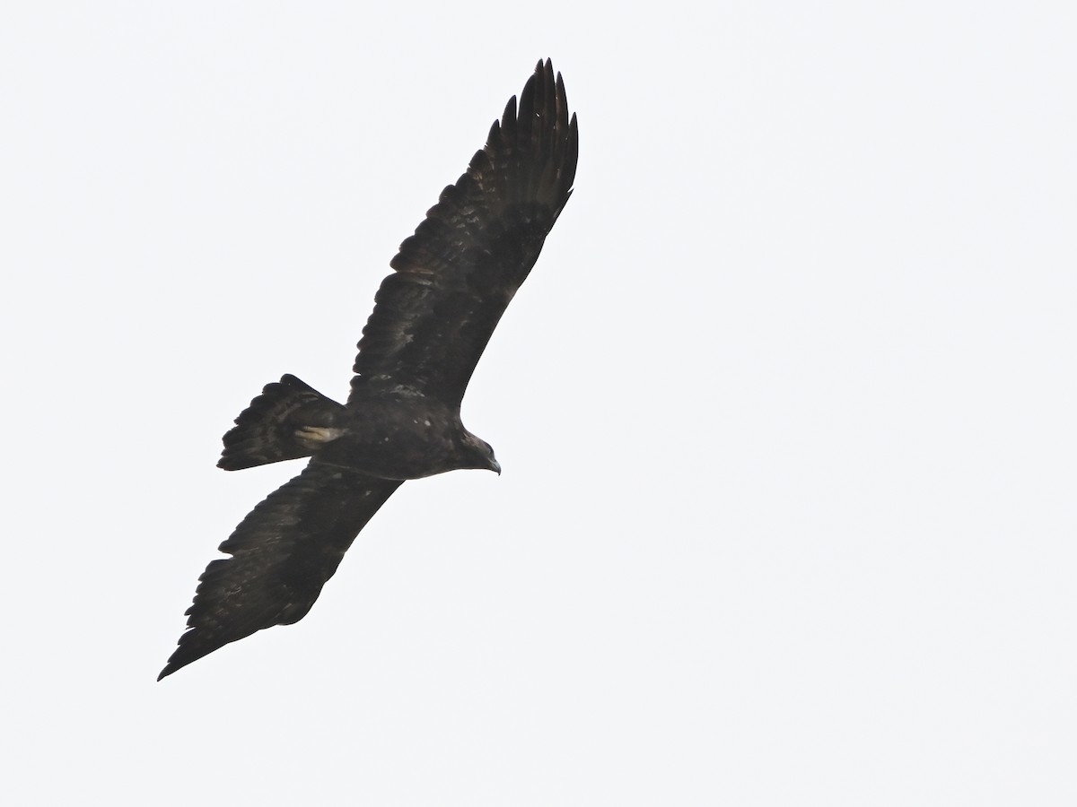 עיט זהוב - ML646594589