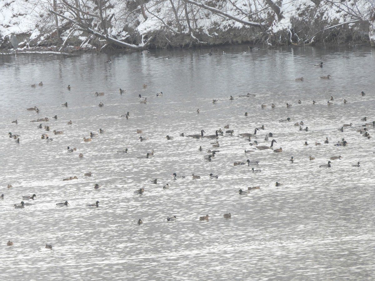 Mallard - ML646594590