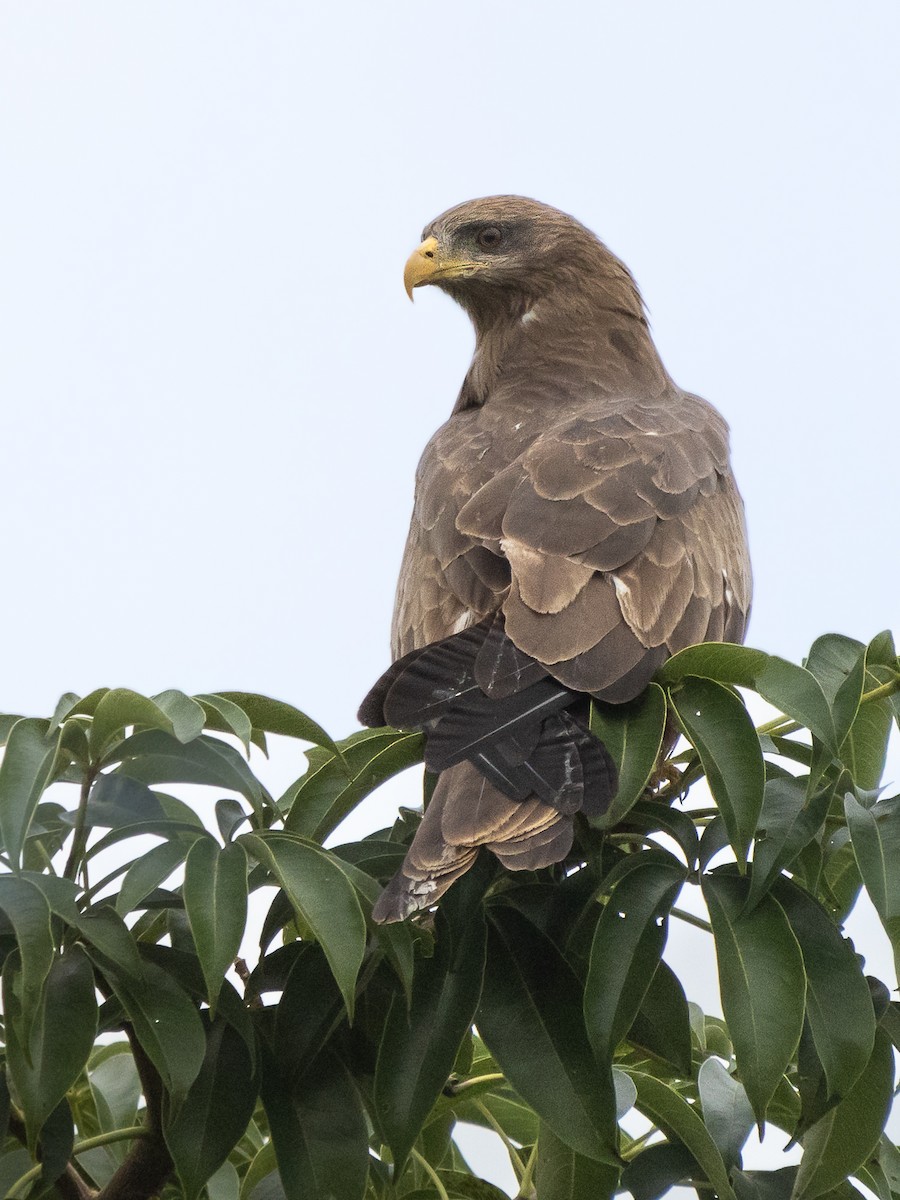 黑鳶(aegyptius/parasitus) - ML646594591