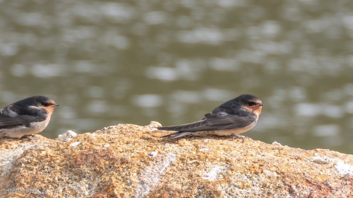 Welcome Swallow - ML646594598