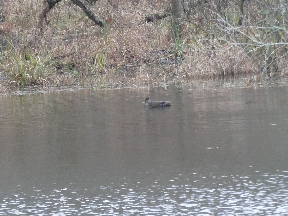 American Black Duck - ML646594599