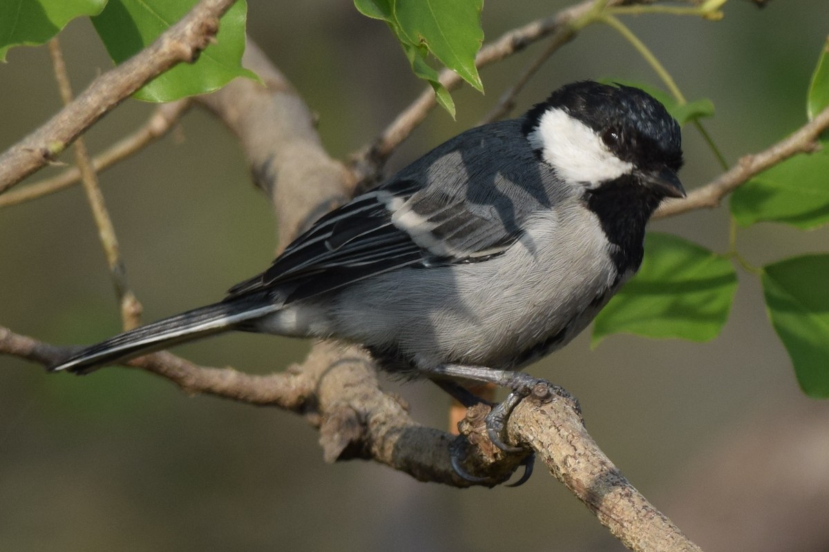 Asian Tit - ML646594600