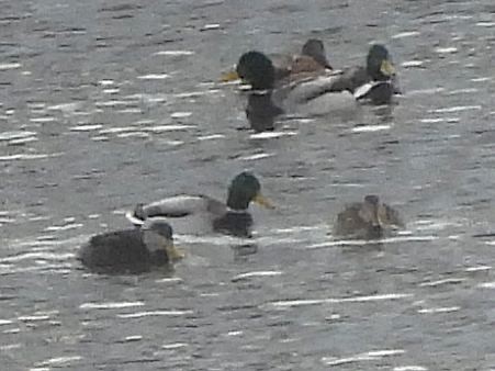 American Black Duck - ML646594602