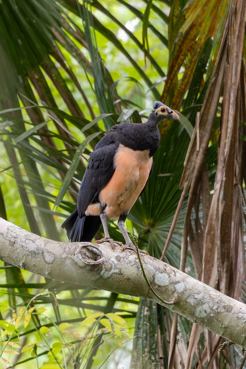 Малео - ML646594604