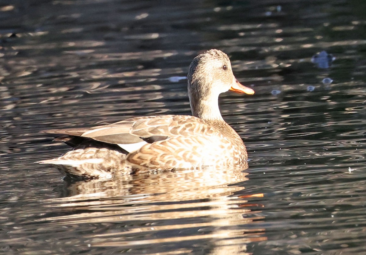 Canapiglia - ML646594605