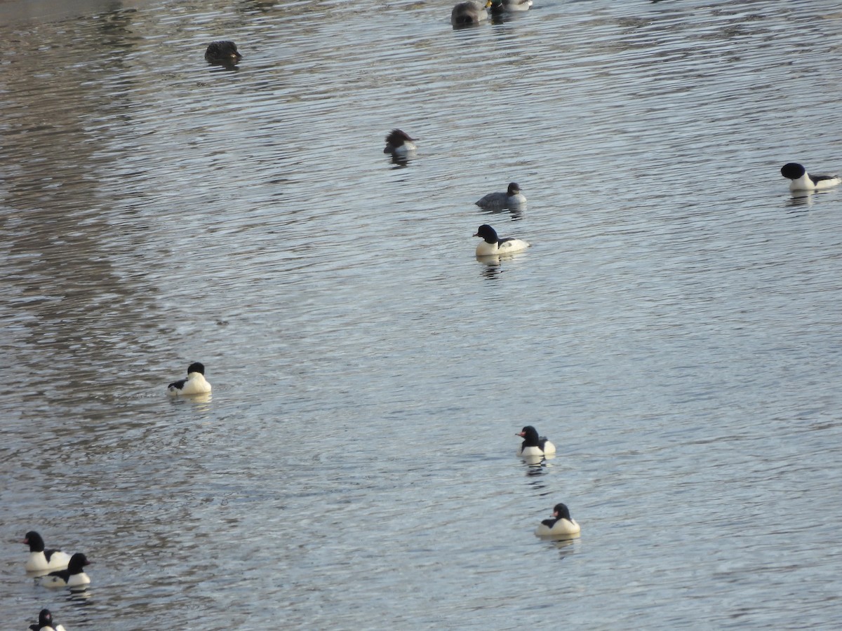 Common Merganser - ML646594612