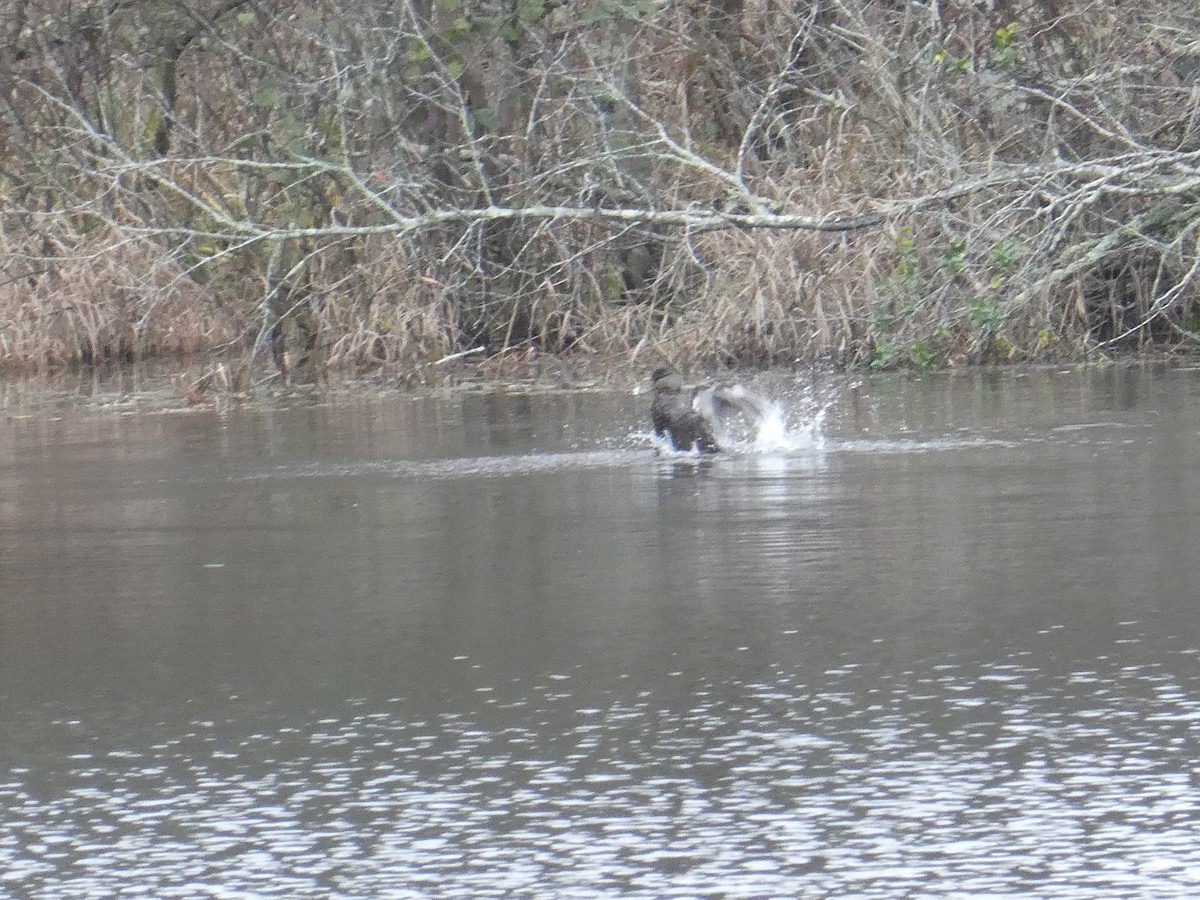 American Black Duck - ML646594614