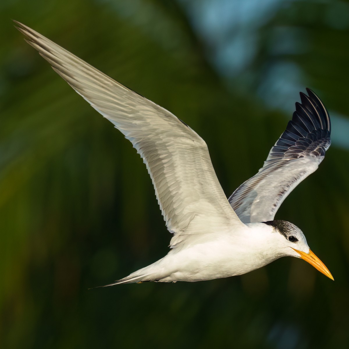 Royal Tern - ML646594615