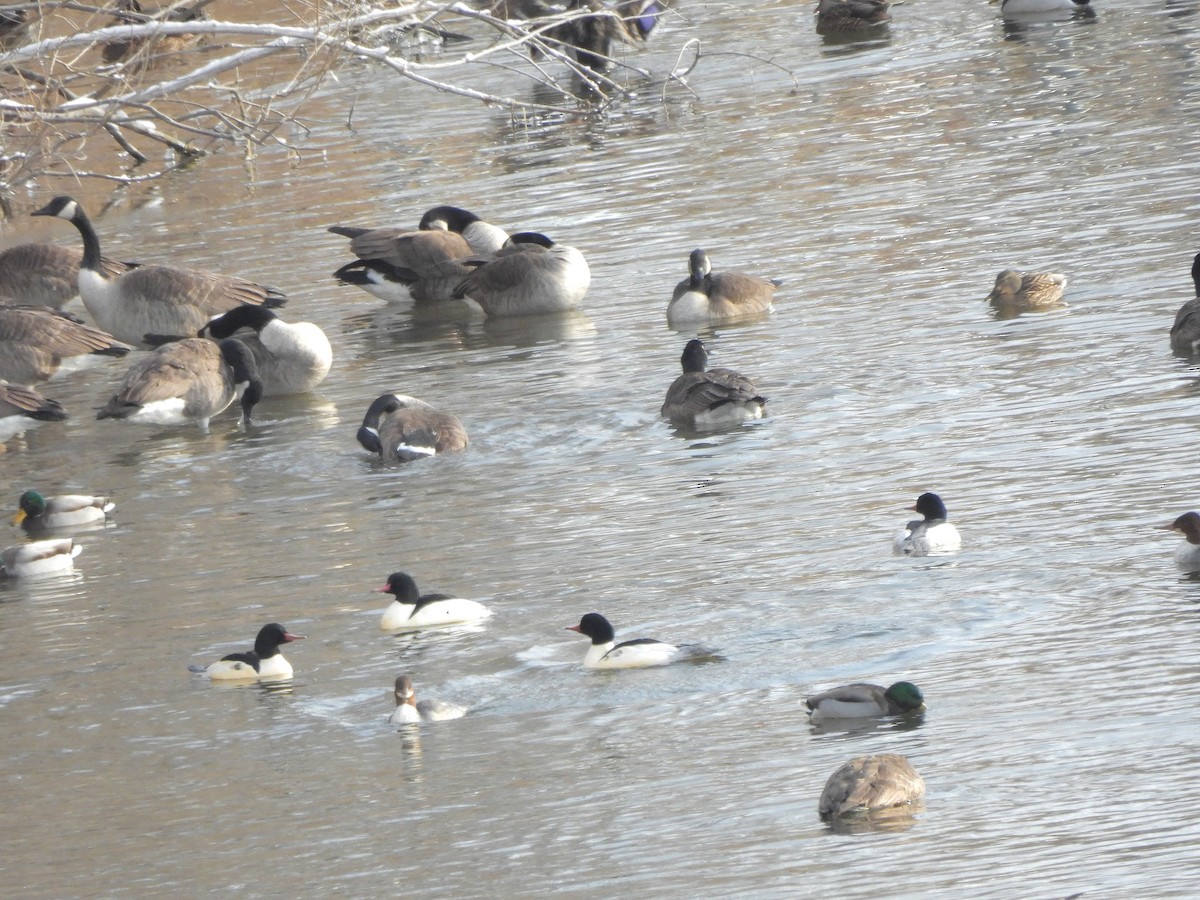Common Merganser - ML646594617