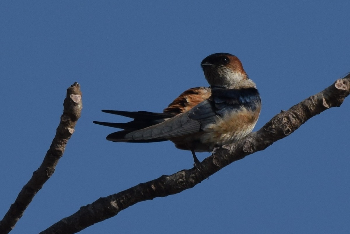 Eastern Red-rumped Swallow - ML646594618