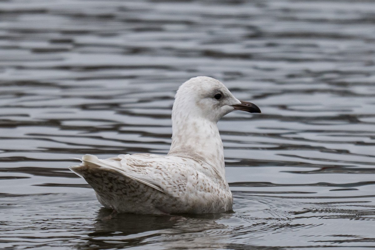 Мартин гренландський - ML646594626