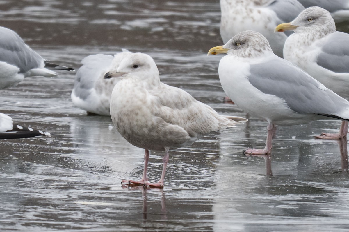 Мартин гренландський - ML646594627