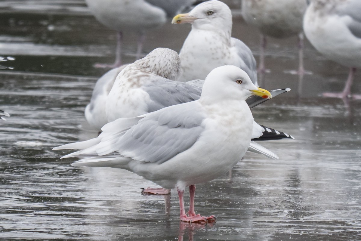 Мартин гренландський - ML646594628