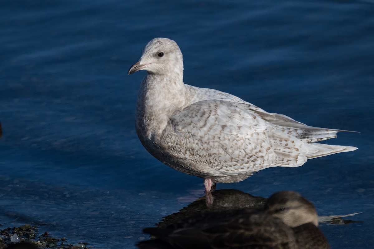 Мартин гренландський - ML646594629