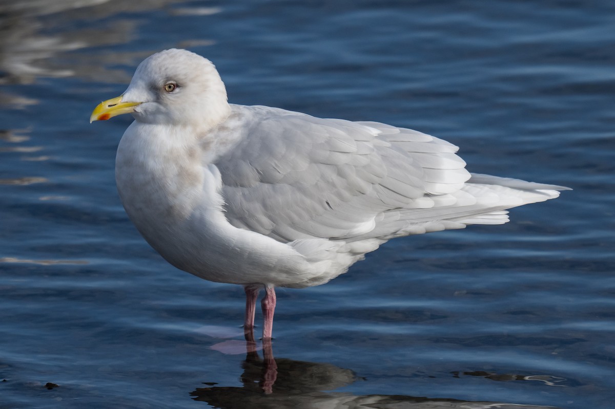 Мартин гренландський - ML646594630