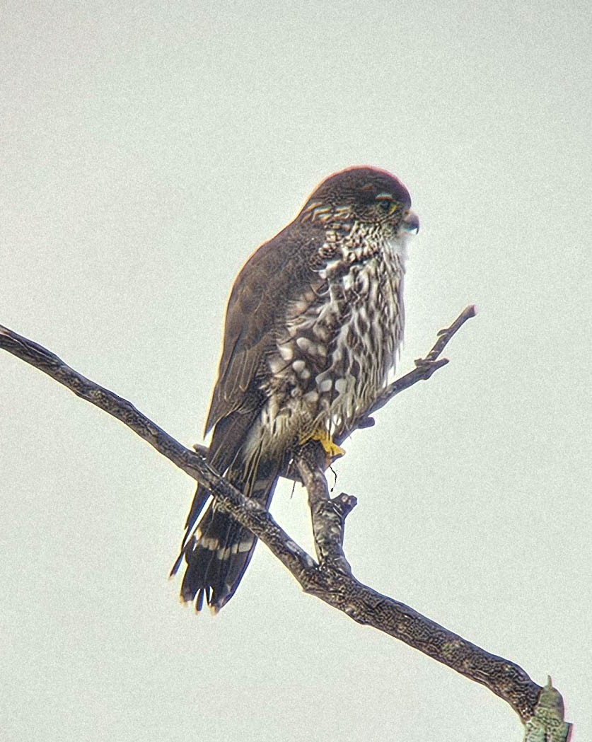 Дербник - ML646594631