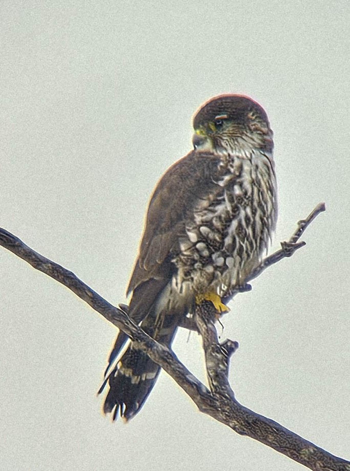 Дербник - ML646594633