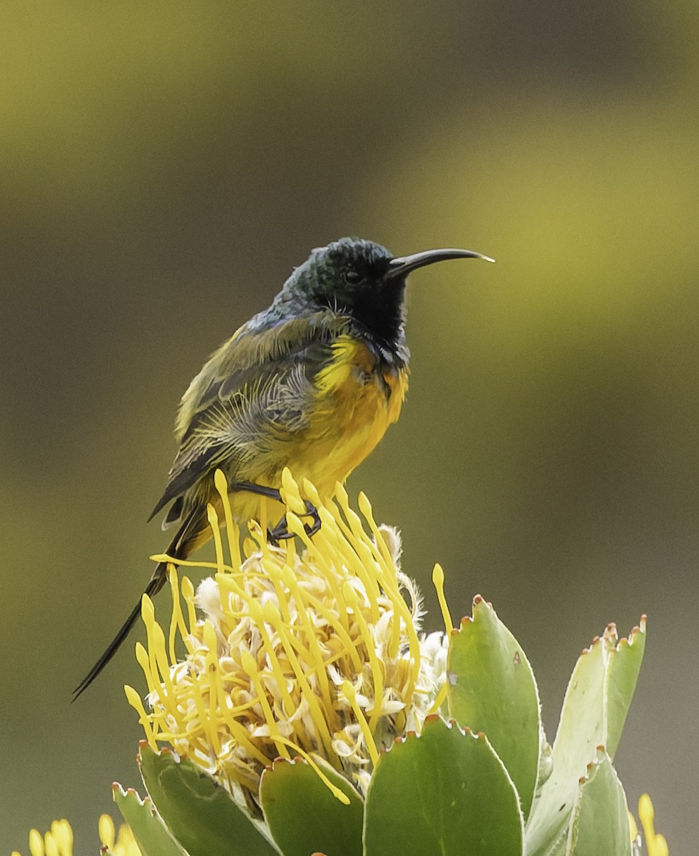 Goldbrust-Nektarvogel - ML646594634