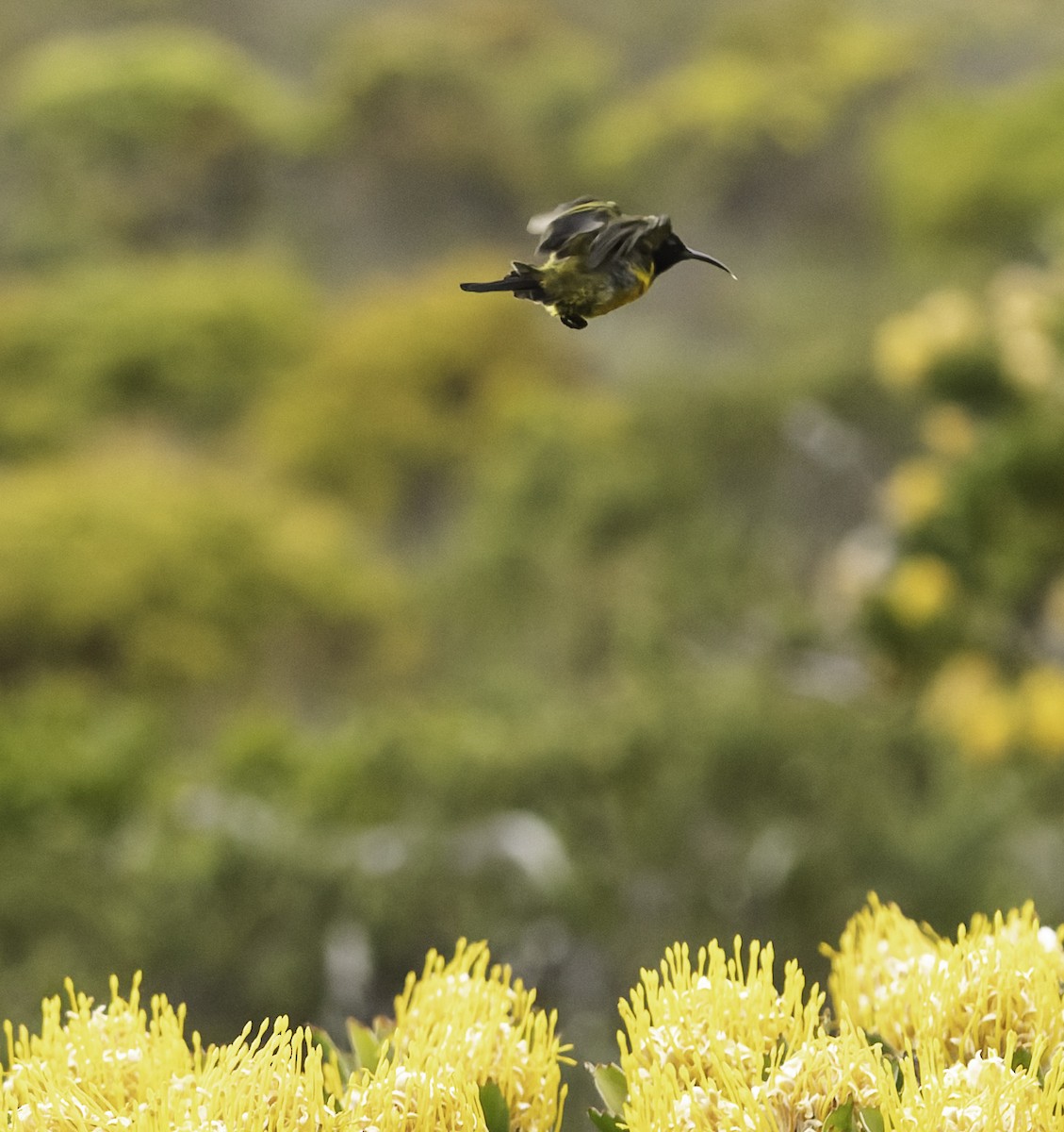 Goldbrust-Nektarvogel - ML646594635