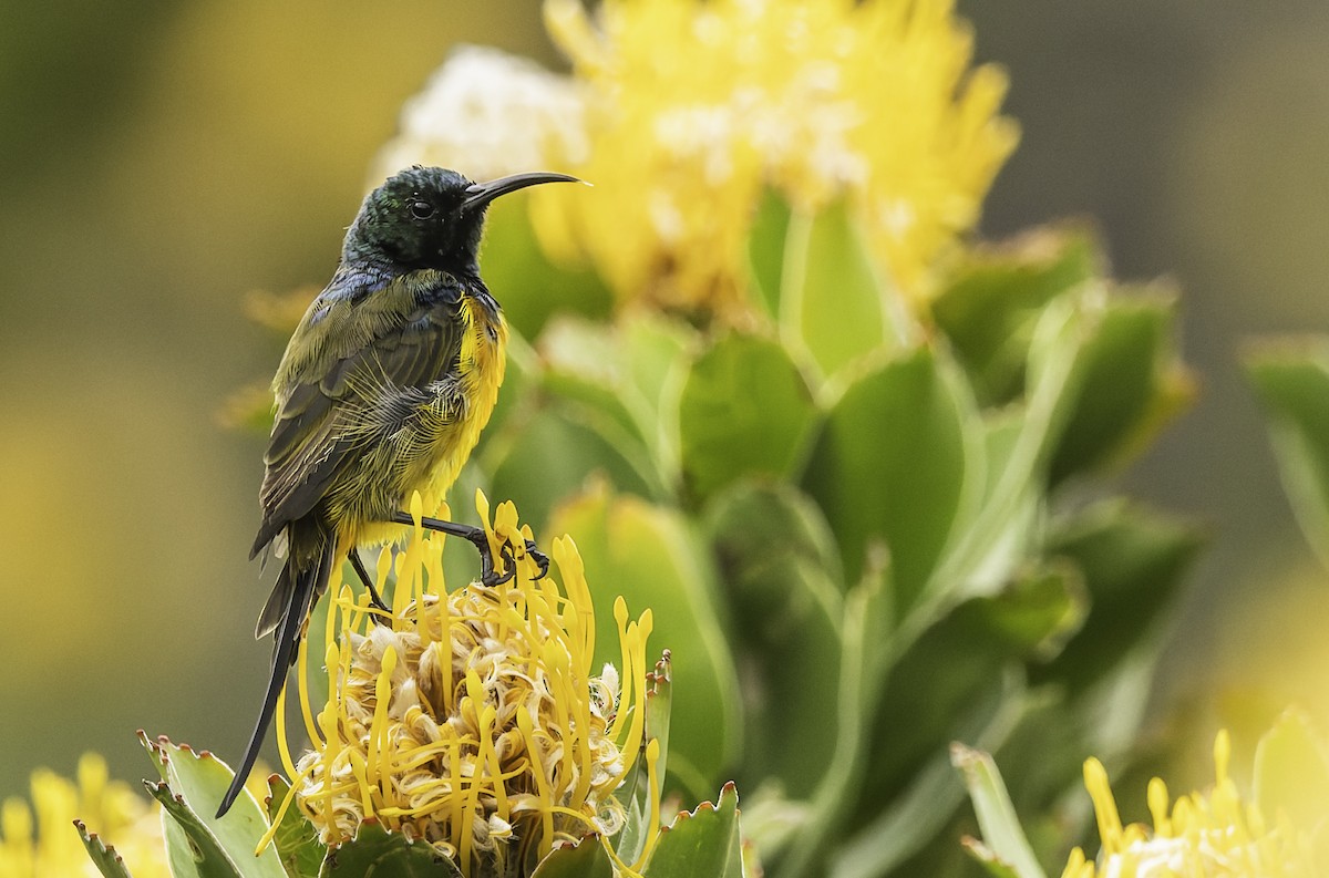 Goldbrust-Nektarvogel - ML646594636