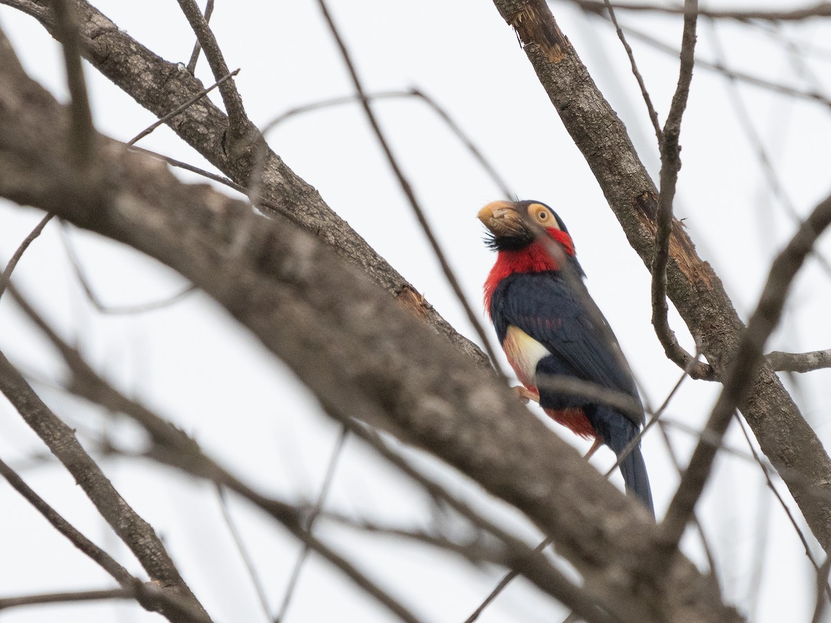 Bearded Barbet - ML646594637