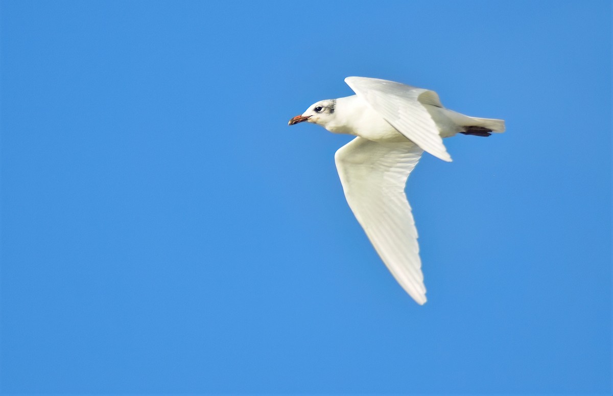 Mediterranean Gull - ML646594638
