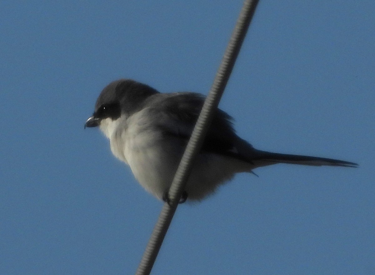 Loggerhead Shrike - ML646594639