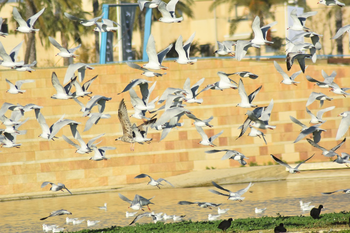Mediterranean Gull - ML646594640