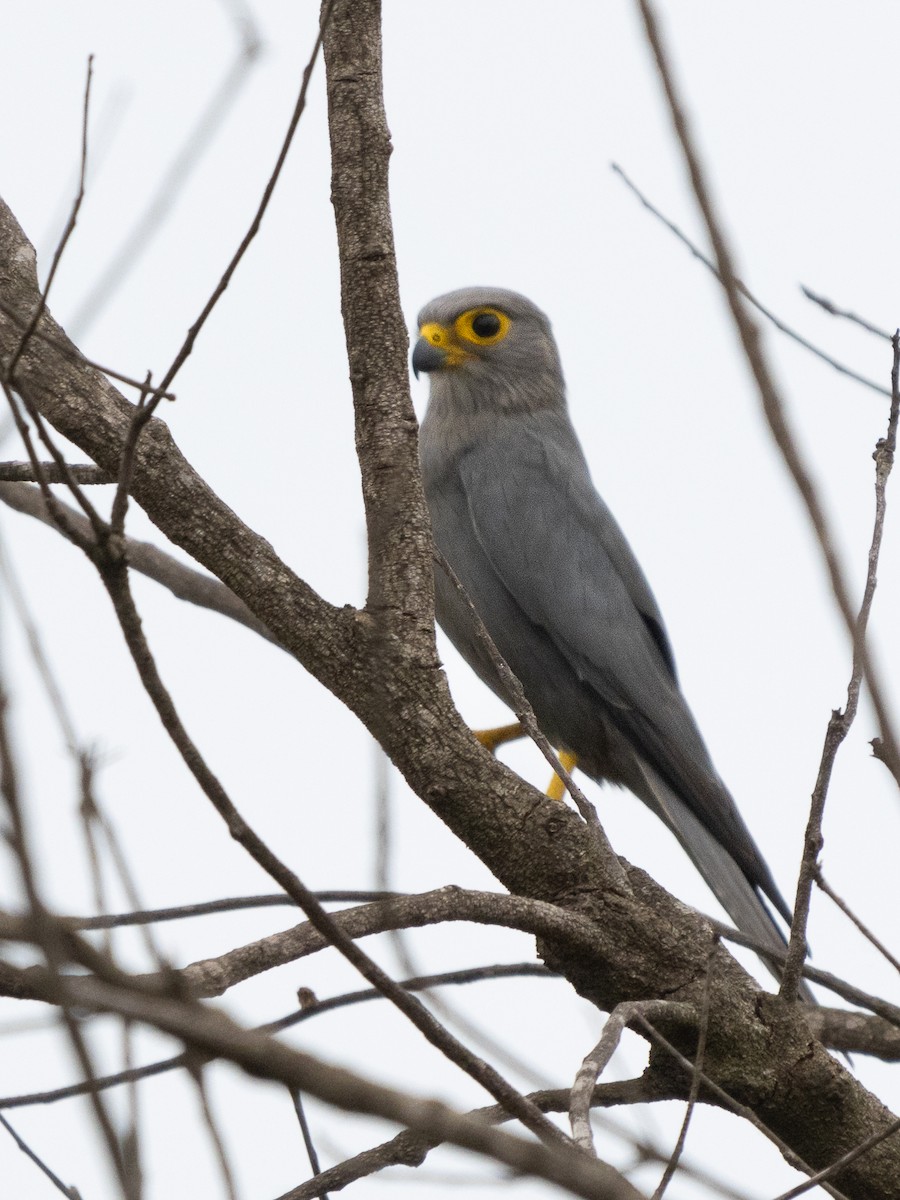 Gray Kestrel - ML646594643