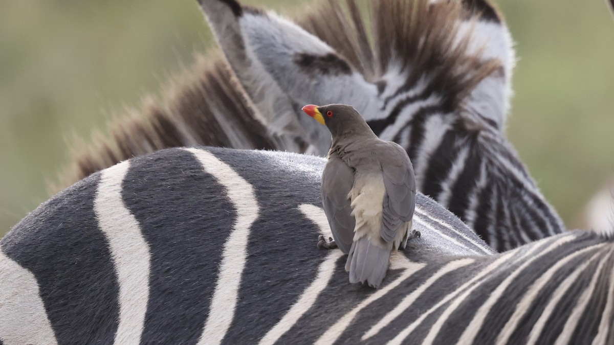Yellow-billed Oxpecker - ML646594644