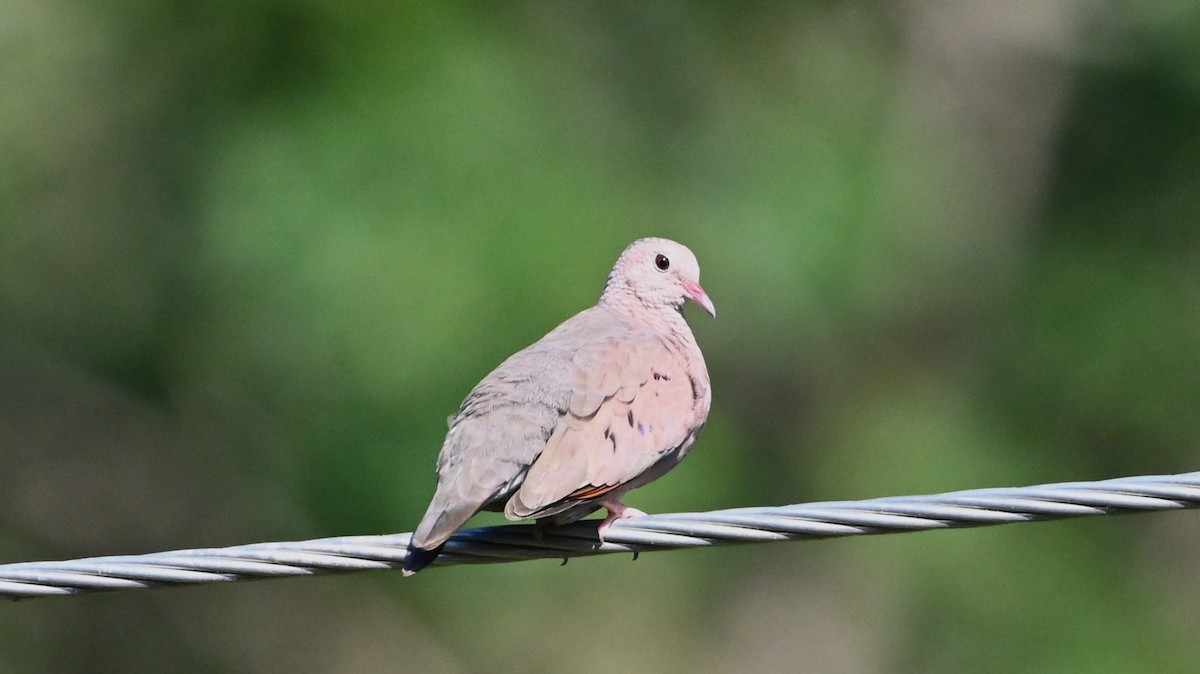 Common Ground Dove - ML646594653