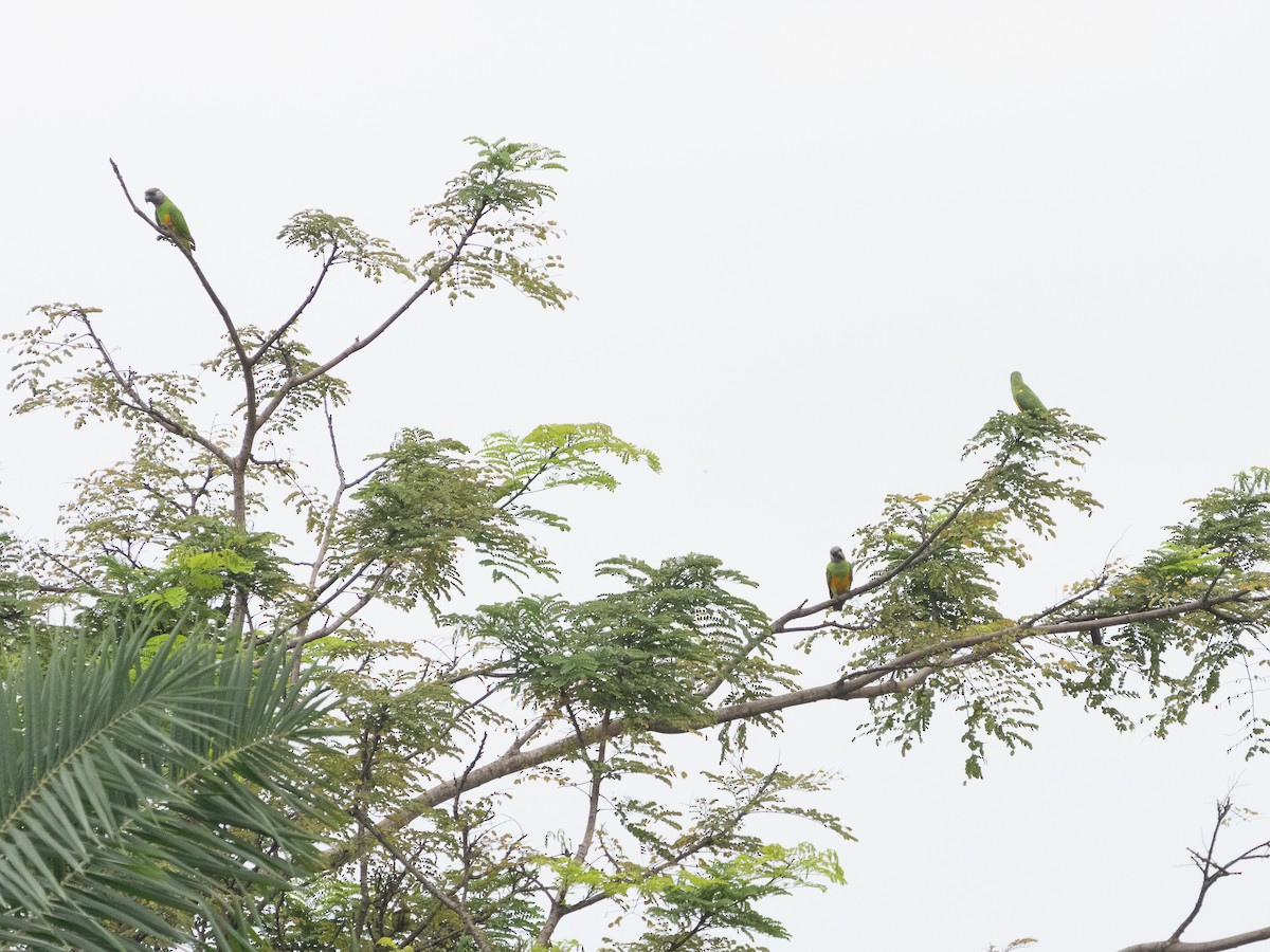 塞內加爾鸚鵡 - ML646594654