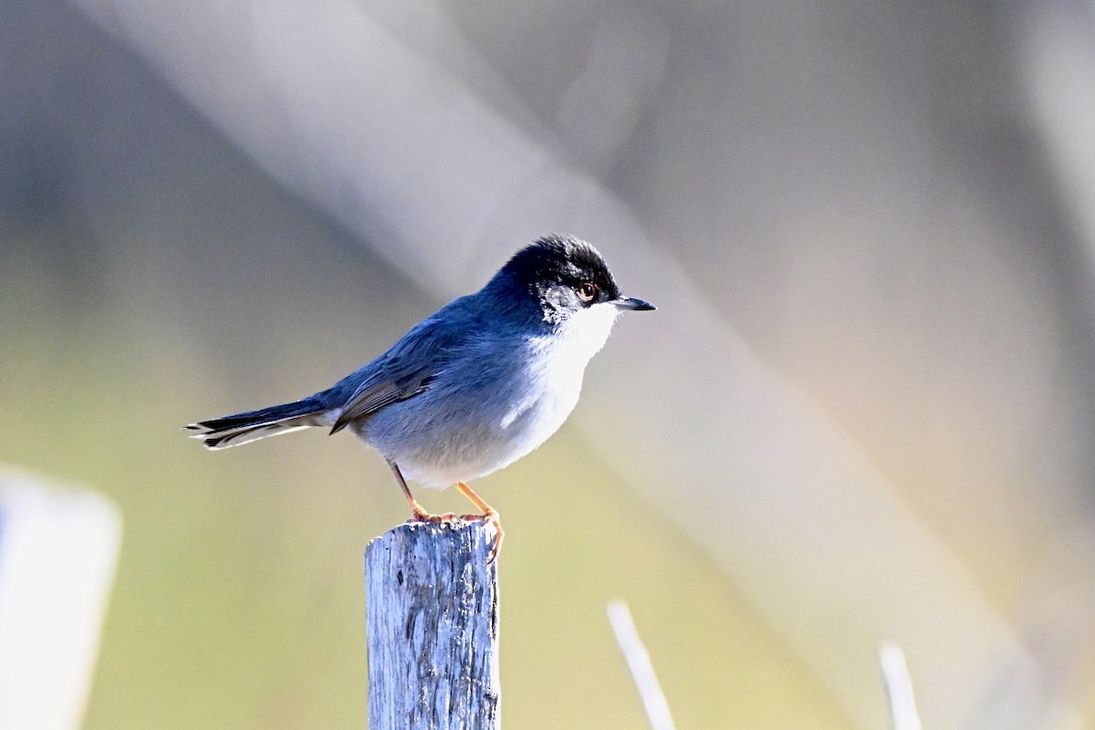 Txinbo burubeltza - ML646594656