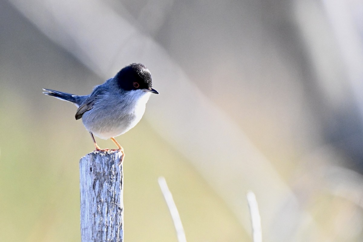 Sardinian Warbler - ML646594657