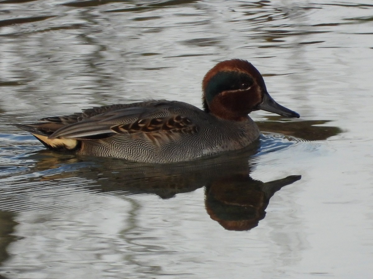 čírka obecná - ML646594658