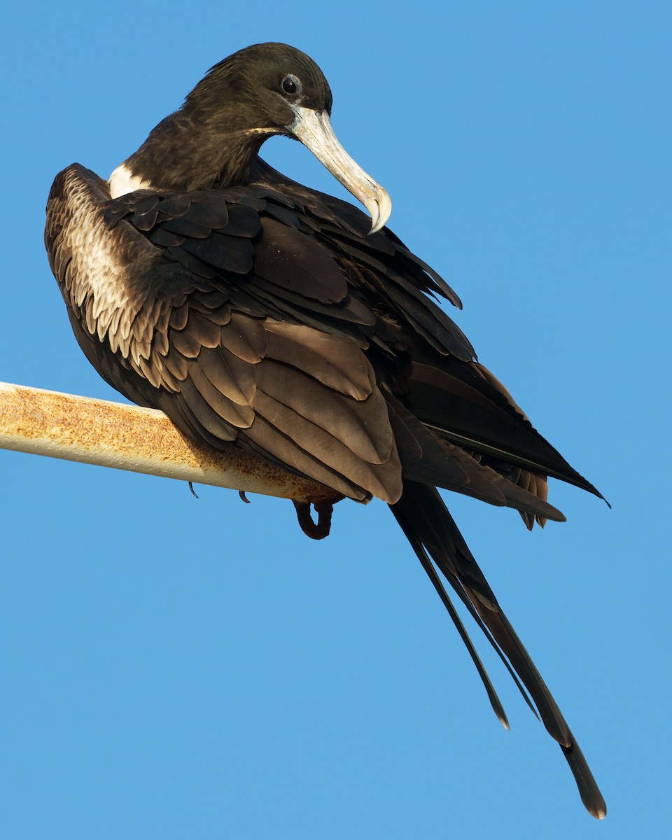 Magnificent Frigatebird - ML646594659