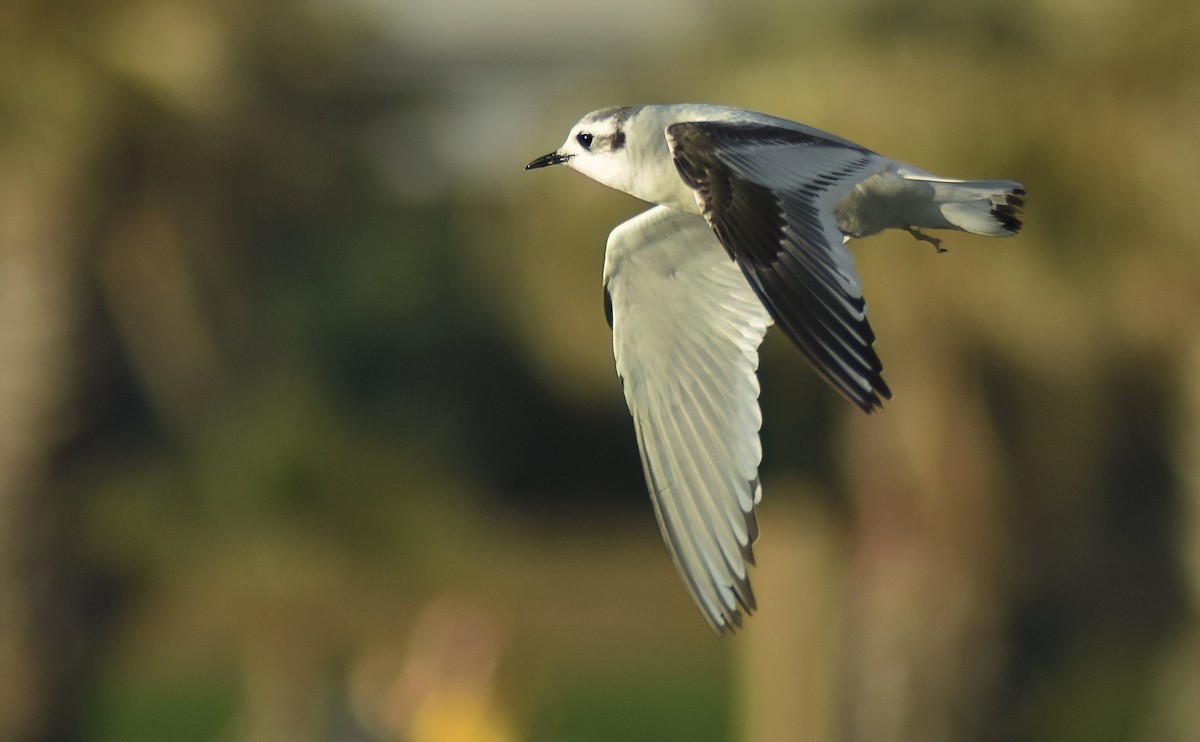 Little Gull - ML646594660