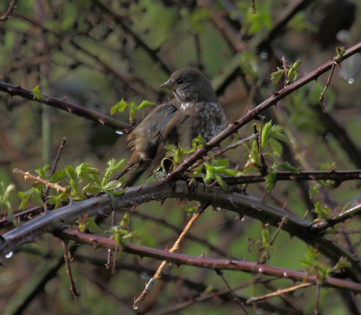 strnadec kaštanový - ML646594661