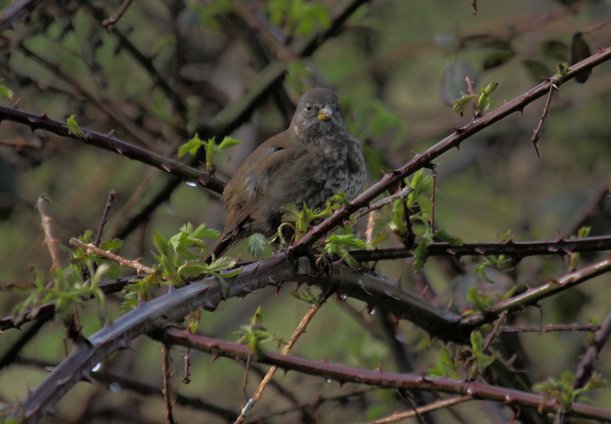 strnadec kaštanový - ML646594662