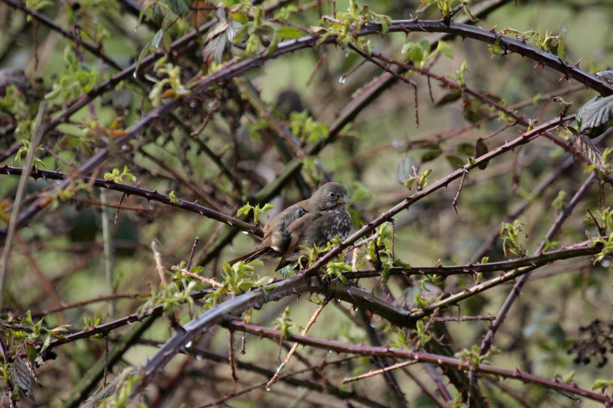 strnadec kaštanový - ML646594663