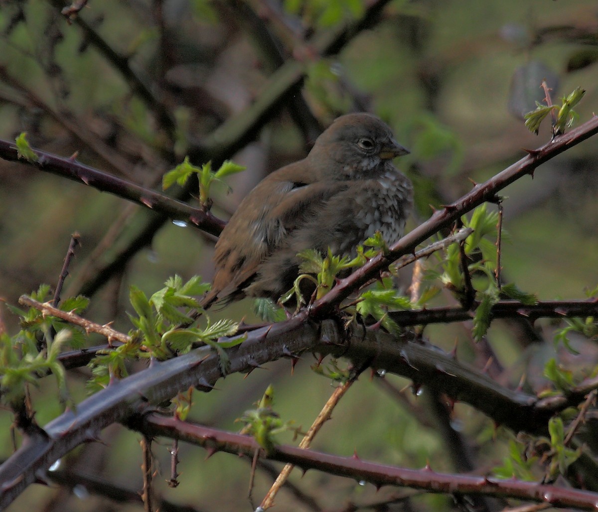 strnadec kaštanový - ML646594664