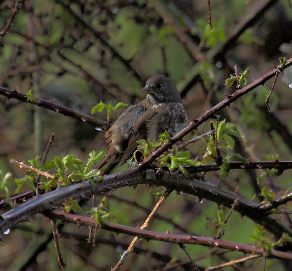 strnadec kaštanový - ML646594665